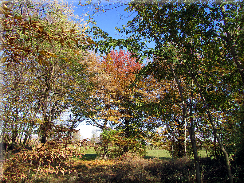 foto Alle pendici del Monte Grappa in Autunno